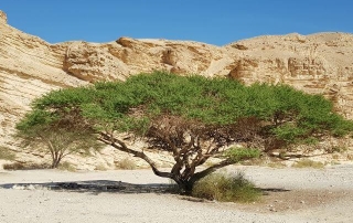 מספיר לנחל עשוש קטע