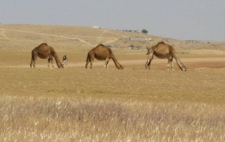 מפורה לדביר