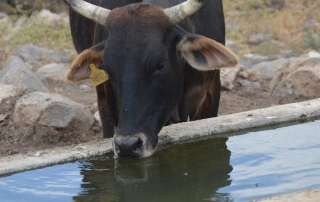 שביל עמק המעיינות קטע מס 3 מכוכב הירדן לחורבת סירין