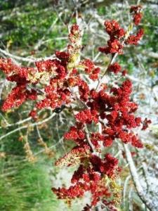 אוג הבורסקאים