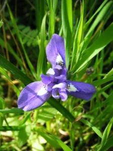 איריס הצהרים