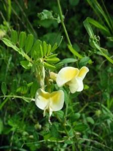 ביקיית הכילאיים