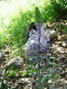 בן חצבי יקינטוני