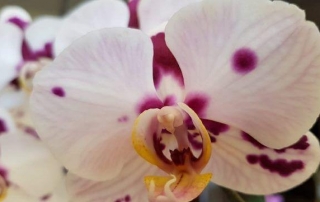 גידול סחלבים | שיקום סחלבים