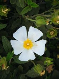 לוטם מרווני