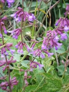 מרווה מרובעת