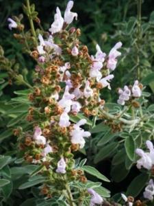 מרווה משולשת