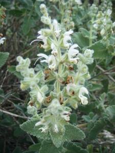 מרווה ריחנית