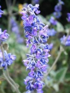 מרוות ירושלים