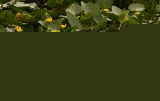 נופר צהוב