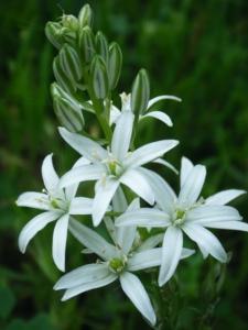 נץ החלב ההררי