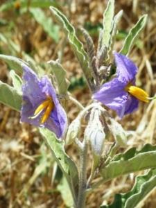 סולנום זיתוני