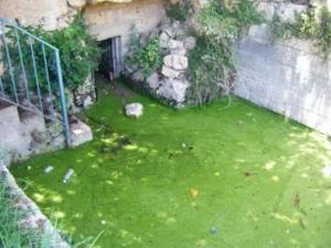 עיינות תלם - בריכה