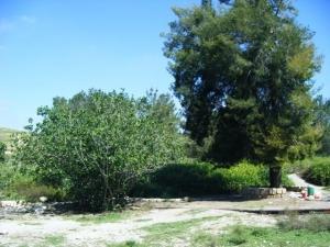 קזוארינה בעיינות סוסין