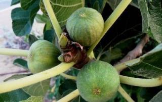 תאנה