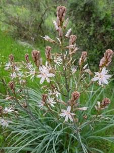 עירית גדולה