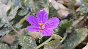 מקור החסידה