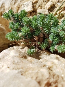 אשליל הנגב
