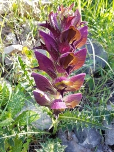 קוציץ סורי-אקנתוס