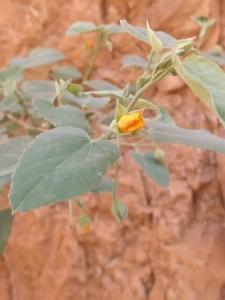 אבטילון השיח