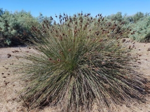 אגמון הכדורים