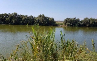 אגמון חפר