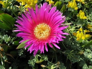 אהל האצבעות