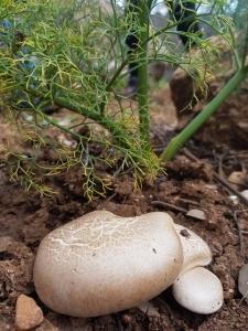 אזניית הכלך