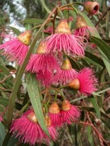 איקליפטוס המצנפת