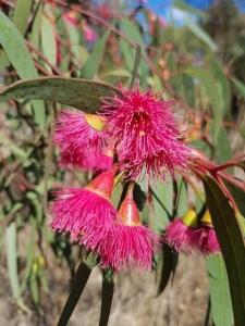 איקליפטוס המצנפת