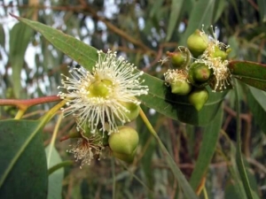 איקליפטוס המקור