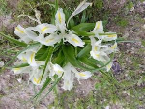 אירוס ארץ ישראלי