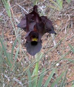אירוס הארגמן