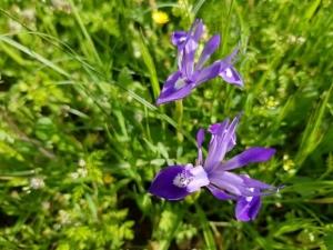 אירוס הצהרים-צהרון