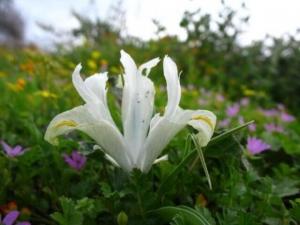 איריס ארץ ישראלי