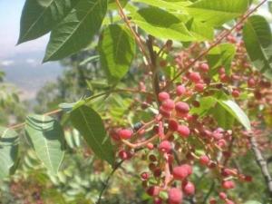 אלה אטלנטית