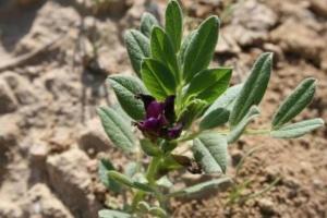 ביקיה צרפתית