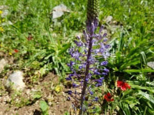 בן חצב יקינטוני