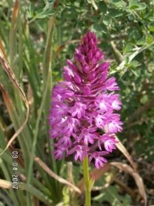 בן סחלב צריפי