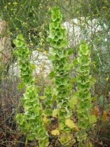 בר גביע חלק