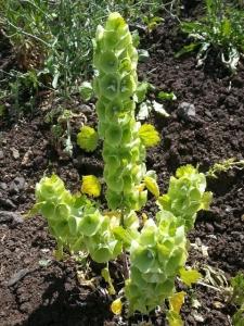 בר גביע חלק