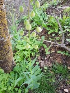 גביעונית הלבנון