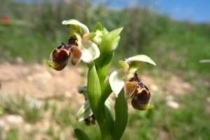 דבורנית דניסמור