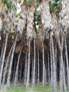 דקלי ושינגטוניה