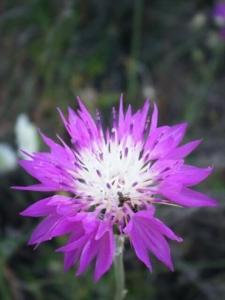 דרדר גדול פרחים