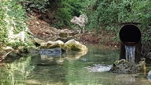 הזרמת מים בנחל כזיב