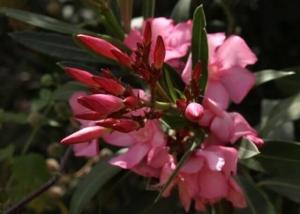 הרדוף הנחלים