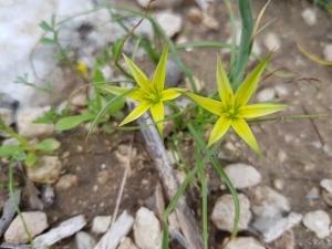 זהבית השלוחות