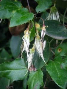 זלזלת הקנוקנות