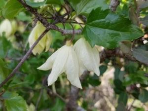 זלזת הקנוקנות